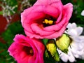 Two pink roses Royalty Free Stock Photo