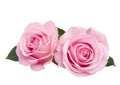 Two Pink Roses Isolated on White Background Royalty Free Stock Photo