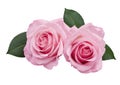 Two Pink Roses Isolated on White Background Royalty Free Stock Photo