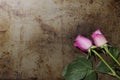 Two Pink Roses on a Metal Background Royalty Free Stock Photo