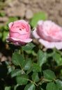 Two Pink Roses. One Rose in Focus. Royalty Free Stock Photo