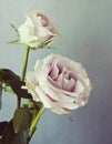 Two pink roses with retro effect Royalty Free Stock Photo