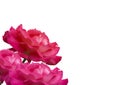 Two pink roses on side of page Royalty Free Stock Photo