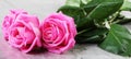 Two pink roses Royalty Free Stock Photo