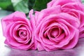 Two pink roses Royalty Free Stock Photo