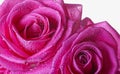 Two pink roses Royalty Free Stock Photo