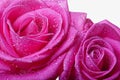 Two pink roses Royalty Free Stock Photo