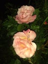 Two pink roses Royalty Free Stock Photo