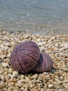 Two pink sea urchin Royalty Free Stock Photo