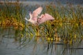 Two pink spoonbills take flight Royalty Free Stock Photo