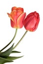 Two pink spring flowers. Tulips isolated on white background Royalty Free Stock Photo