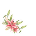 Two pink Stargazer Lilies. Lily flower. Hand-drawn watercolor wreath. Artistic illustration