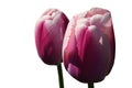 Two pink to creamy white bicoloured tulip flower of Ollioules hybrid cultivar Royalty Free Stock Photo