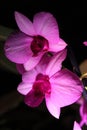 Two pink to violet orchid flowers of Dendrobium family under artificial LED light, dark background