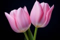 two pink tulips against a black background