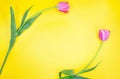 Two pink tulips bent into frame on yellow background. Holidays, Spring, March 8, International Women`s, Mother`s Day, Birthday