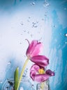 Two pink tulips on a blue background with drops of water in the air Royalty Free Stock Photo