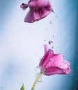 Two pink tulips on a blue background with drops of water in the air Royalty Free Stock Photo