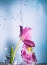 Two pink tulips on a blue background with drops of water in the air Royalty Free Stock Photo