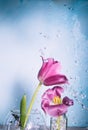 Two pink tulips on a blue background with drops of water in the air Royalty Free Stock Photo