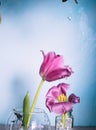 Two pink tulips on a blue background with drops of water in the air Royalty Free Stock Photo