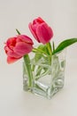 Two pink tulips in a cubic glass vase on a white background