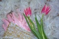 Two pink tulips Tulipa lie on feathers, with a few gloves and points - fan