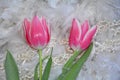 Two pink tulips Tulipa lie underneath on white feathers with pearls chain