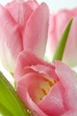 Two pink tulips with water drops