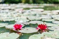 Two pink water lilies. Aquatic plants forest in Sao Miguel, Azores. Portug. Wallpaper