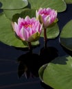 Two PinkWater Lilies