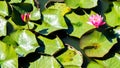 Pink water lilies with green lily pads Royalty Free Stock Photo