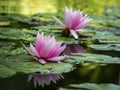 Two pink water lilies `Marliacea Rosea` in a pond on a background of green leaves Royalty Free Stock Photo