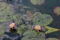 Two pink water lily flowers and lily pads floating in a shallow pond Royalty Free Stock Photo