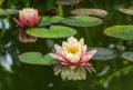 Two pink water lily or lotus flower Perry`s Orange Sunset in garden pond. Close-up of Nympheas reflected in green water.