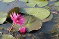 Two pink waterlily or lotus flowers in pond, one over water and one half sink Royalty Free Stock Photo