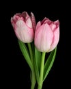 Two pink-white blooming tulips with green stem and leaves isolated on black background. Studio close-up shot. Royalty Free Stock Photo