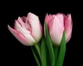 Two pink-white blooming tulips with green stem and leaves isolated on black background. Studio close-up shot. Royalty Free Stock Photo