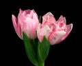 Two pink-white blooming tulips with green stem and leaves isolated on black background. Studio close-up shot. Royalty Free Stock Photo