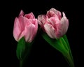 Two pink-white blooming tulips with green stem and leaves isolated on black background. Studio close-up shot. Royalty Free Stock Photo