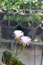 two pink and white cactus flowers in front of herbs and paprika plants