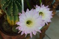 two pink and white cactus flowers