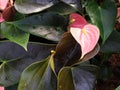 Two pink Anthurium flowers in the middle of leaves. Dos flores Anturianas rosadas en el medio de hojas