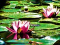 Two pink and white water lily blossoms on a lake
