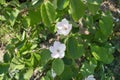 Two pinkish white flowers of quince Royalty Free Stock Photo