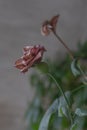 Two pinkk withered roses on a gray background