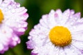 Two pinl and white colored daisy flowers macro photo with wet thin petals and water drops glowing on sunbeam Royalty Free Stock Photo