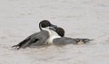 Two pintail ducks in love on pond in NM Royalty Free Stock Photo