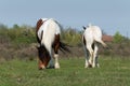 Two pinto horses grazing in pasture Royalty Free Stock Photo