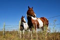 Two pinto horses standing at a